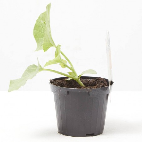 MELON LISO VAR. BACIR F1 M-11