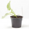 MELON LISO VAR. BACIR F1 M-11