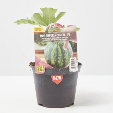 SANDIA MINI MODELLINO VAR. COMETA F1 M-11