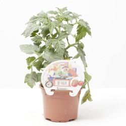TOMATE MINIUPSALAD M-11