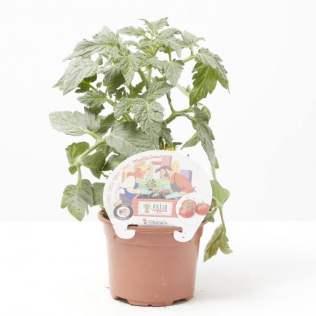 TOMATE MINIUPSALAD M-11