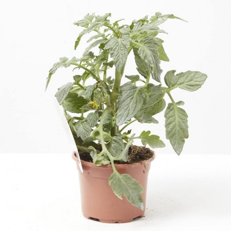 TOMATE MINIUPSALAD M-11
