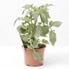 TOMATE MINIUPSALAD M-11