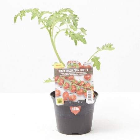 TOMATE CEREZA 'BON BON' VAR. RED MOON F1 M-11