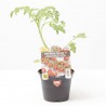 TOMATE CEREZA 'BON BON' VAR. RED MOON F1 M-11