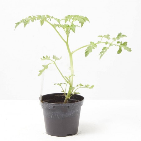 TOMATE CEREZA 'BON BON' VAR. RED MOON F1 M-11
