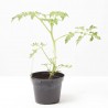 TOMATE CEREZA 'BON BON' VAR. RED MOON F1 M-11