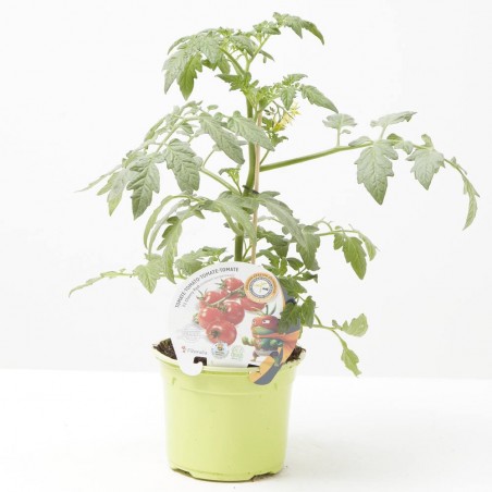 TOMATE INJERTADO CHERRY RED F1 M-12