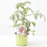 TOMATE INJERTADO CHERRY RED F1 M-12