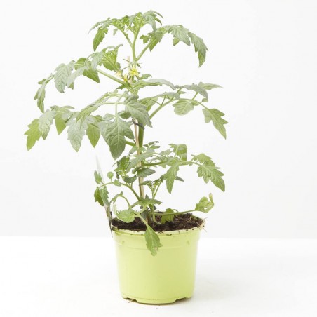 TOMATE INJERTADO CHERRY RED F1 M-12