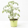 TOMATE INJERTADO CHERRY RED F1 M-12