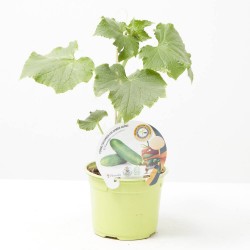 PEPINO INJERTADO CUCUMBER F1 M-12