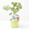 PEPINO INJERTADO CUCUMBER F1 M-12