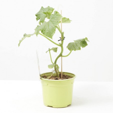 PEPINO INJERTADO CUCUMBER F1 M-12
