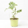 PEPINO INJERTADO CUCUMBER F1 M-12