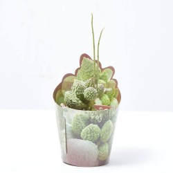 ADROMISCHUS MARIANAE F.HERREI GREEN M-6.5
