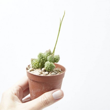 ADROMISCHUS MARIANAE F.HERREI GREEN M-6.5