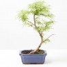 PSEUDOLARIX AMABILIS 15 CM