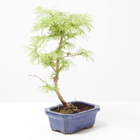 PSEUDOLARIX AMABILIS 15 CM