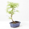PSEUDOLARIX AMABILIS 15 CM