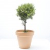 PLANTA DE CERA COPA MACETA 14CM