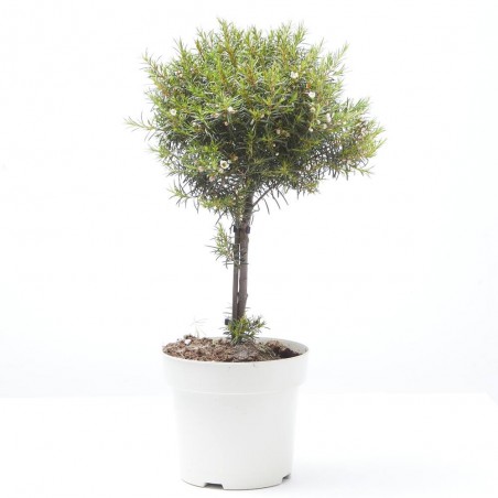 PLANTA DE CERA COPA MACETA 14CM