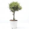 PLANTA DE CERA COPA MACETA 14CM