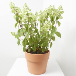 HORTENSIA PANICULATA