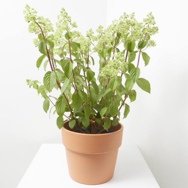 HORTENSIA PANICULATA