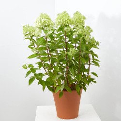 HORTENSIA PANICULATA