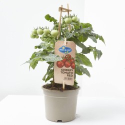 CHERRY TOMATO RED M-14
