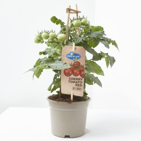 CHERRY TOMATO RED M-14