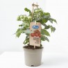 CHERRY TOMATO RED M-14