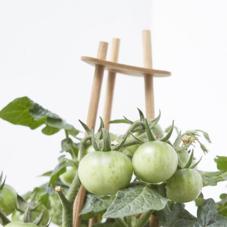 CHERRY TOMATO RED M-14