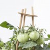 CHERRY TOMATO RED M-14