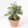 CHERRY TOMATO RED M-14