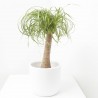 BEAUCARNEA MACETA 20CM TRONCO RECTO