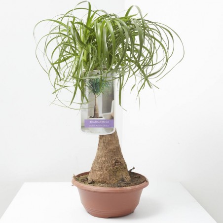 BEAUCARNEA MACETA 20CM TRONCO RECTO