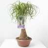 BEAUCARNEA MACETA 20CM TRONCO RECTO