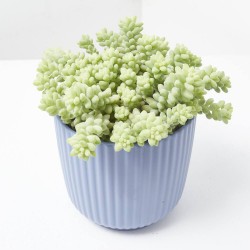 SEDUM BURRITO MACETA 14CM COLGANTE