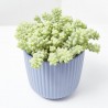 SEDUM BURRITO MACETA 14CM COLGANTE