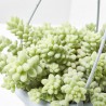 SEDUM BURRITO MACETA 14CM COLGANTE