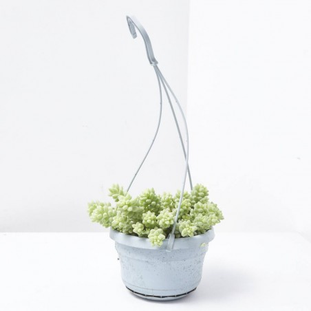 SEDUM BURRITO MACETA 14CM COLGANTE