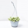 SEDUM BURRITO MACETA 14CM COLGANTE