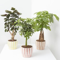 PLANTA MIXTA CON CUBRE SUMMER 13CM