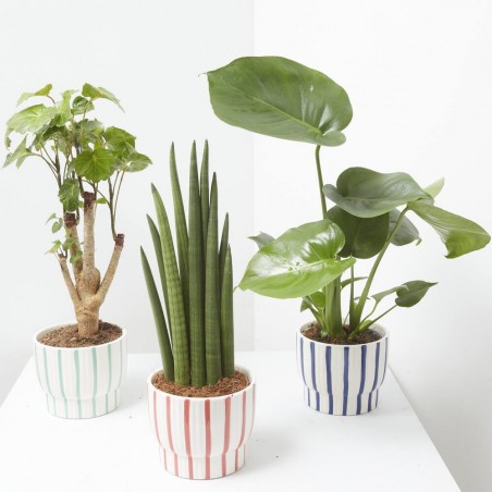 PLANTA MIXTA CON CUBRE SUMMER 13CM