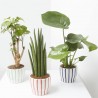 PLANTA MIXTA CON CUBRE SUMMER 13CM