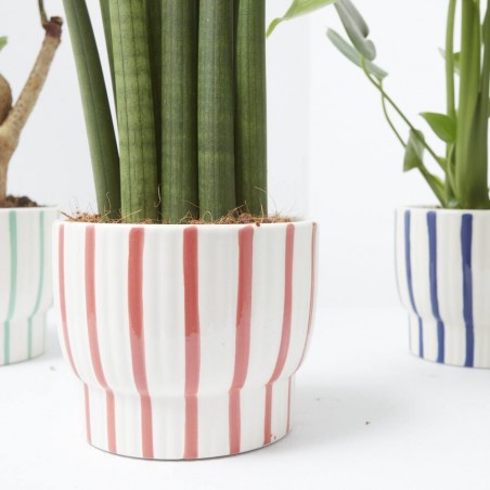 PLANTA MIXTA CON CUBRE SUMMER 13CM