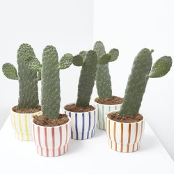 OPUNTIA RUBESCENS CON CUBRE SUMMER 13CM