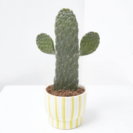 OPUNTIA RUBESCENS CON CUBRE SUMMER 13CM